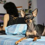 Wie Hunde Ihren Alltag sehen – Die Fragmente des Lebens in ihren Augen