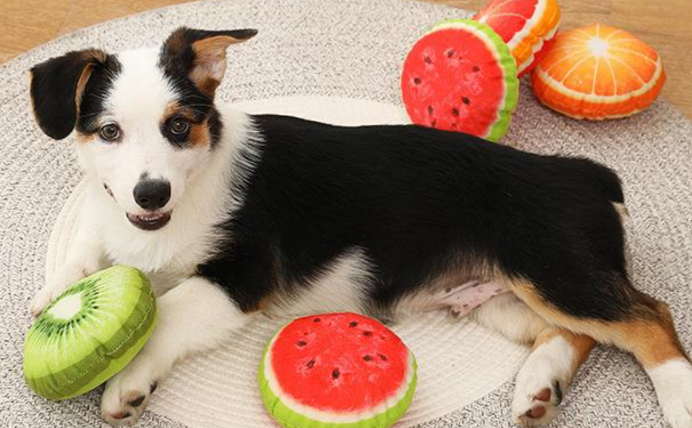 Wie Hunde Ihren Alltag sehen - Pawsometime