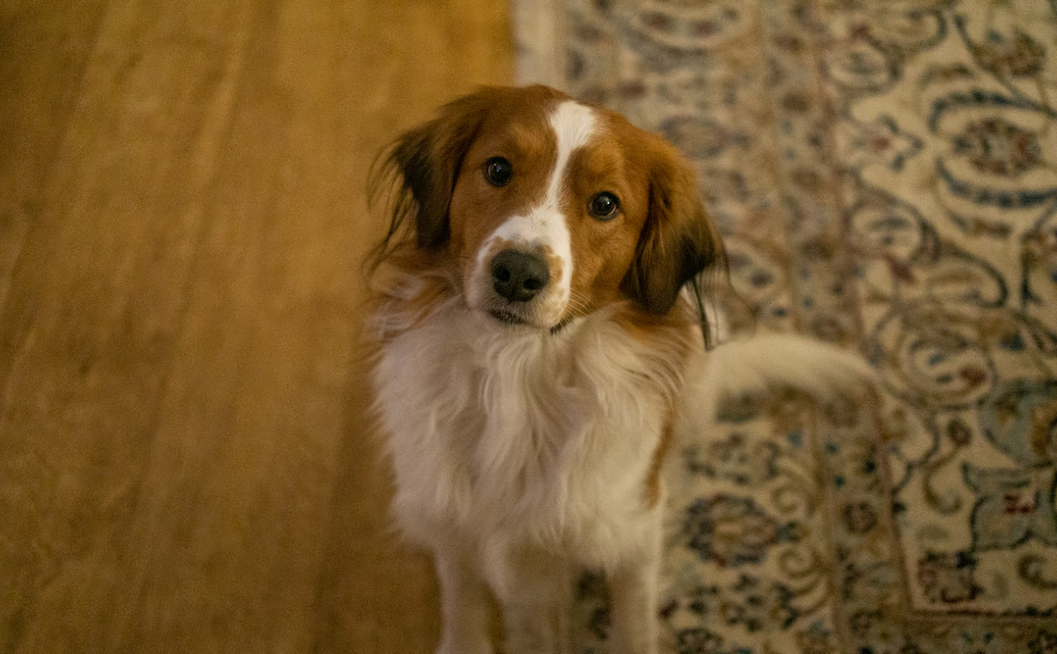 hund - Pawsometime