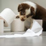 Wann ist der Welpe stubenrein? Verstehen Sie seine Signale!