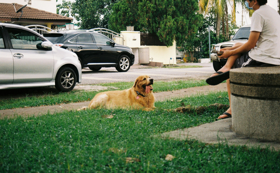 Hundespielzeug - Pawsometime