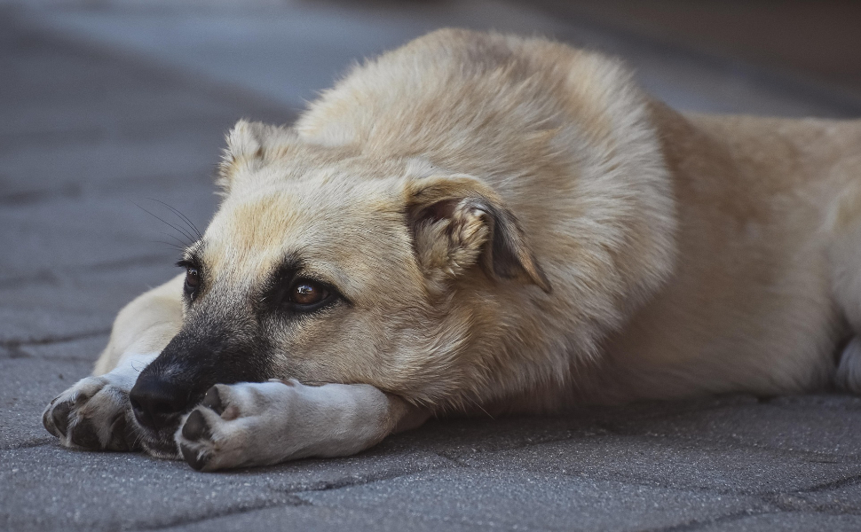 Welches Obst dürfen Hunde essen - Pawsometime