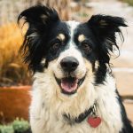 Welches Obst dürfen Hunde essen? Eine Liste sicherer und leckerer Snacks