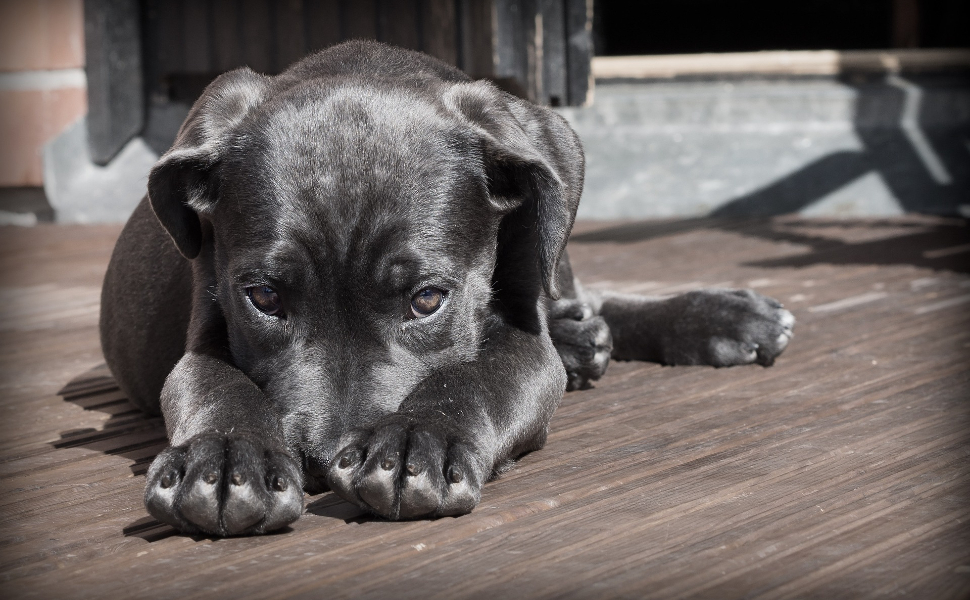 Hund bedeckt Mund - Pawsometime