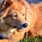 Warum dürfen Hunde keine Schokolade essen?