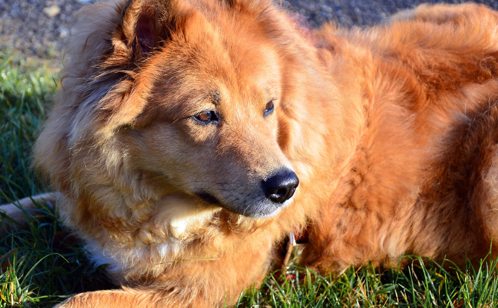 Warum dürfen Hunde keine Schokolade essen?