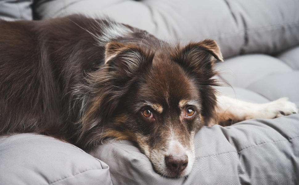 Border Collie - Pawsometime