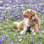 Wann ist ein Hund ausgewachsen? Woran erkennt man das?