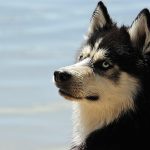 Wie sehen die Hunde? Körpersprache des Hundes illustriert