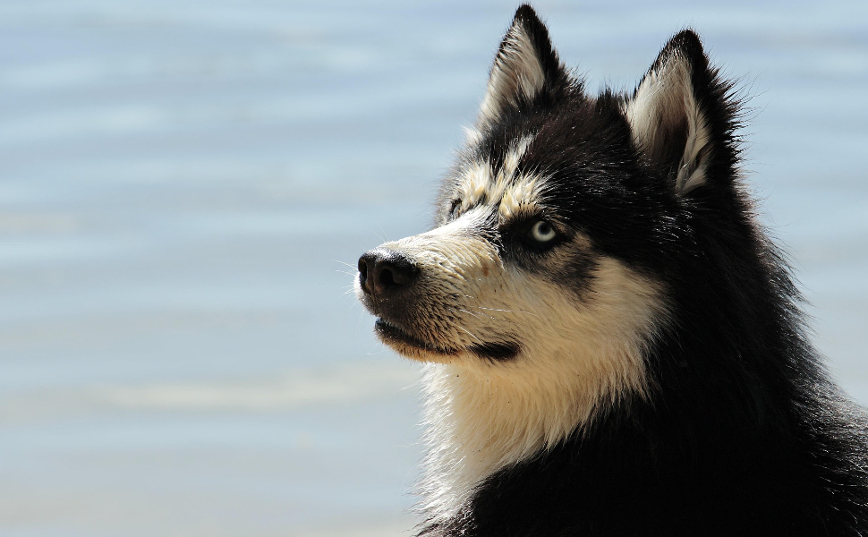 Wie sehen die Hunde? Körpersprache des Hundes illustriert
