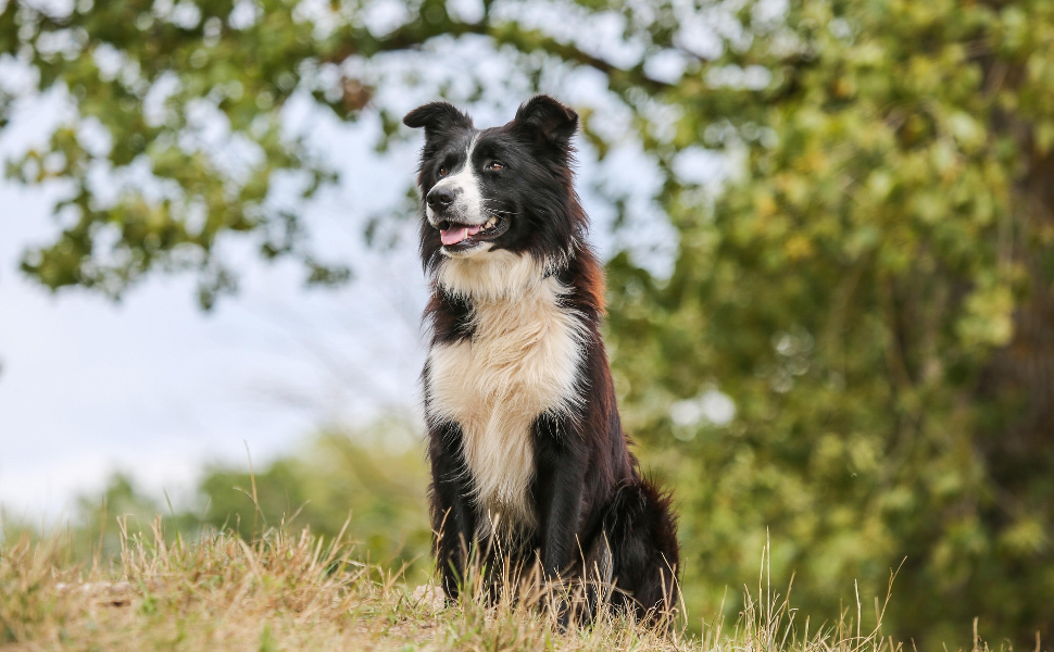 Hund schaut in die Ferne - Pawsometime
