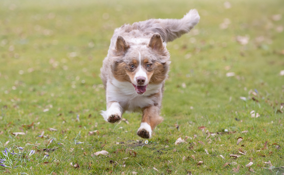 Laufender Hund - Pawsometime