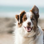 Warum zittern Hunde? Wie Alter das Zitterverhalten beeinflusst