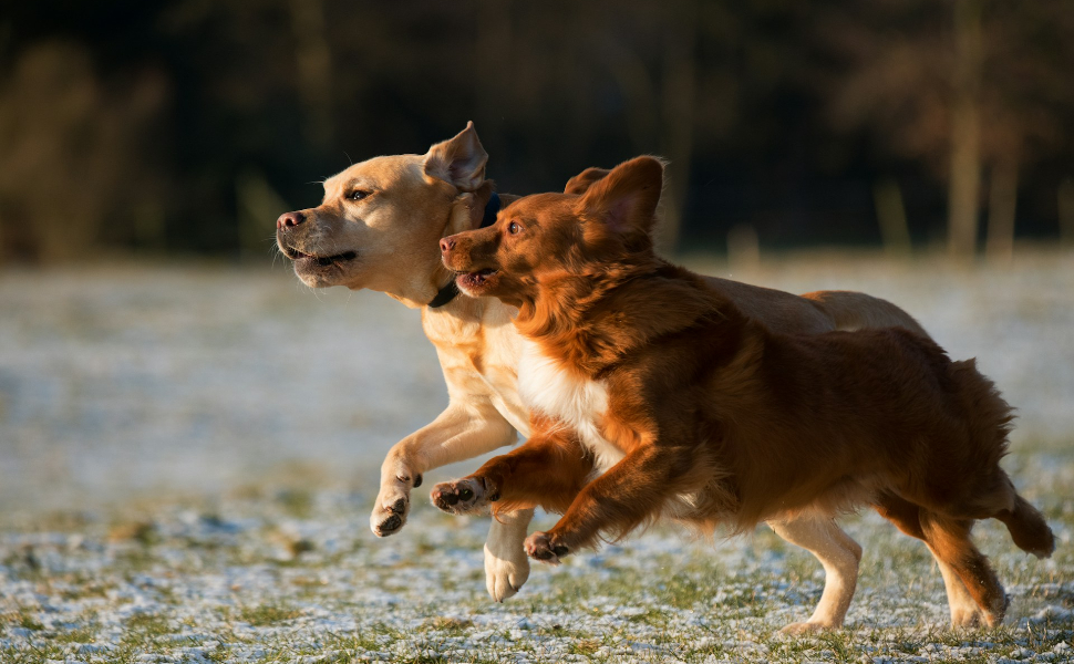 Zwei Hunde - Pawsometime