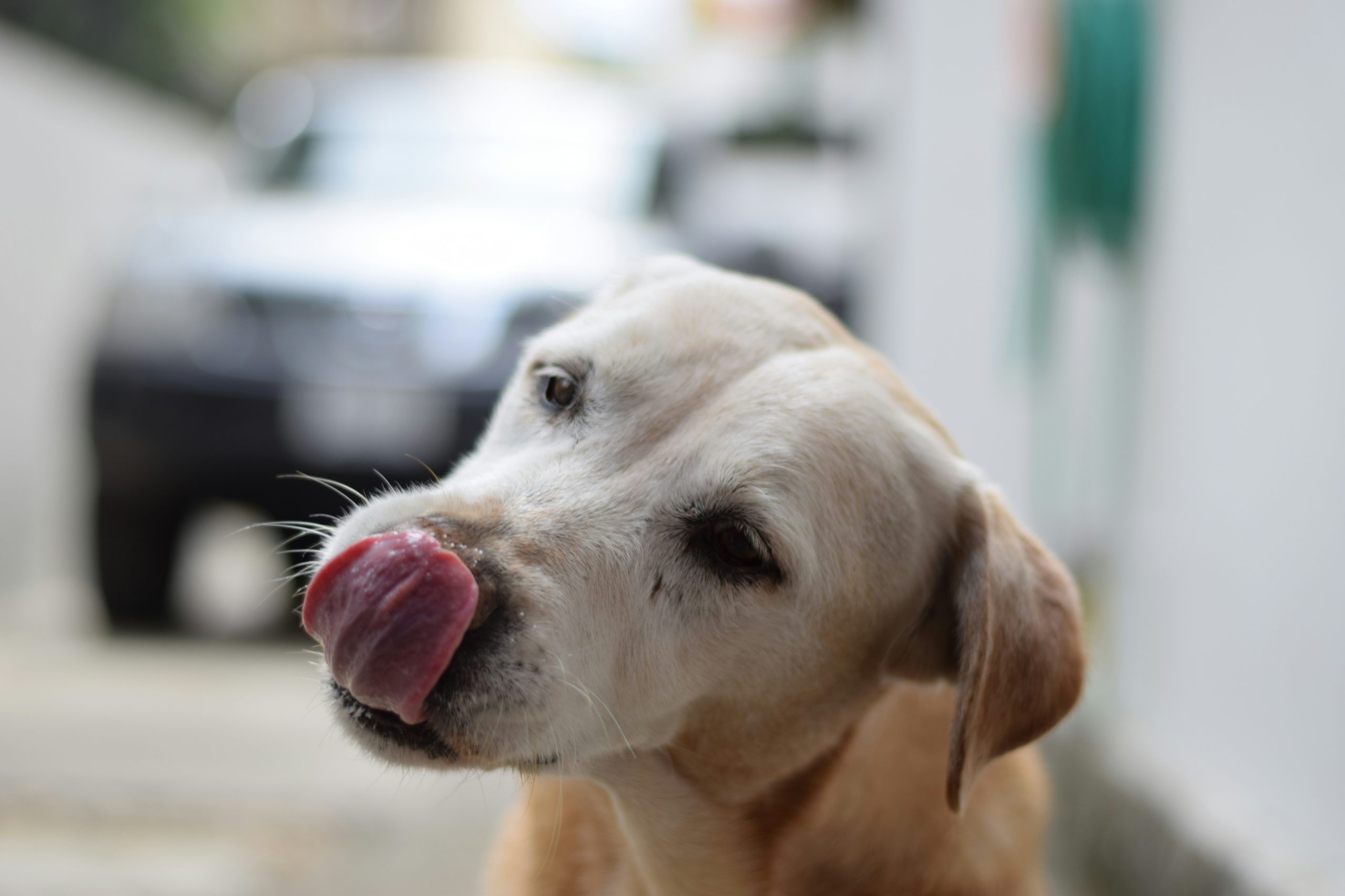 Warum lecken Hunde einen ab? – Was signalisiert dieses Verhalten?