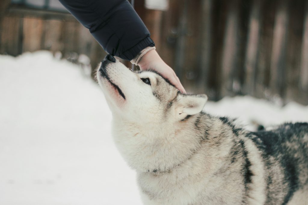 Schlittenhunde - Pawsometime