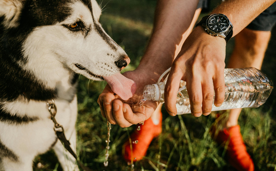 Hund trinkt Wasser - Pawsometime