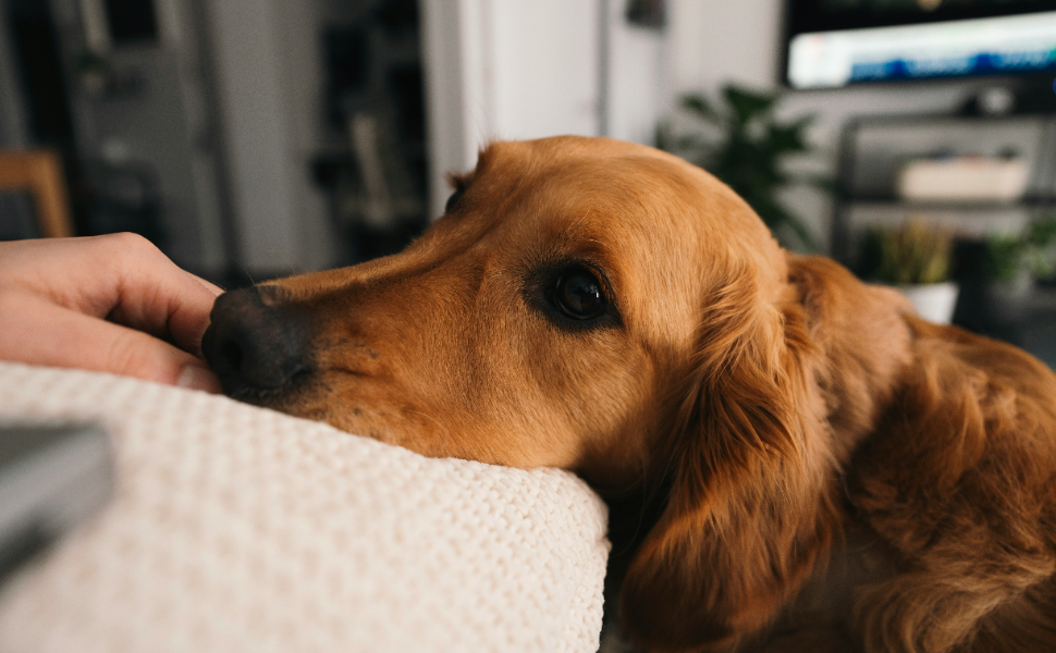 Golden Retriever - Pawsometime