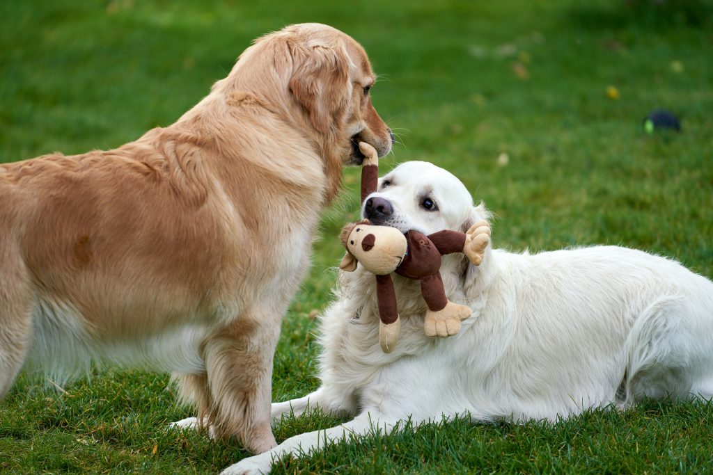 Warum lecken Hunde einen ab - Pawsometime