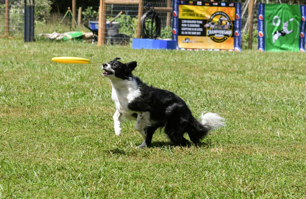 Hund spielt mit Frisbee-Hundespielzeug - Pawsometime