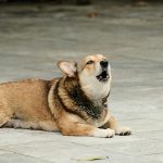 Warum heulen Hunde? – Die 7 wichtigsten Ursachen und ihre Lösung