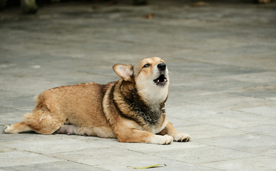 Warum heulen Hunde? – Die 7 wichtigsten Ursachen und ihre Lösung