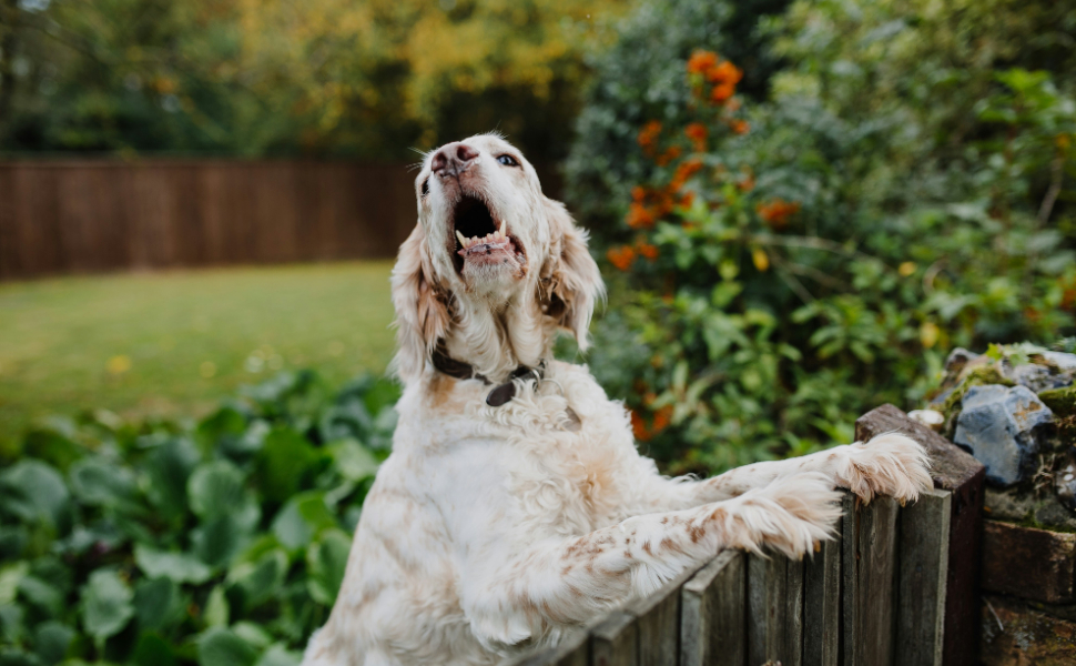 Warum heulen Hunde - Pawsometime
