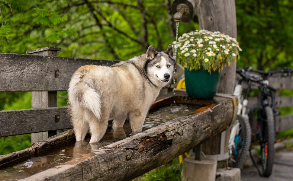 Hund trinkt Wasser - Pawsometime