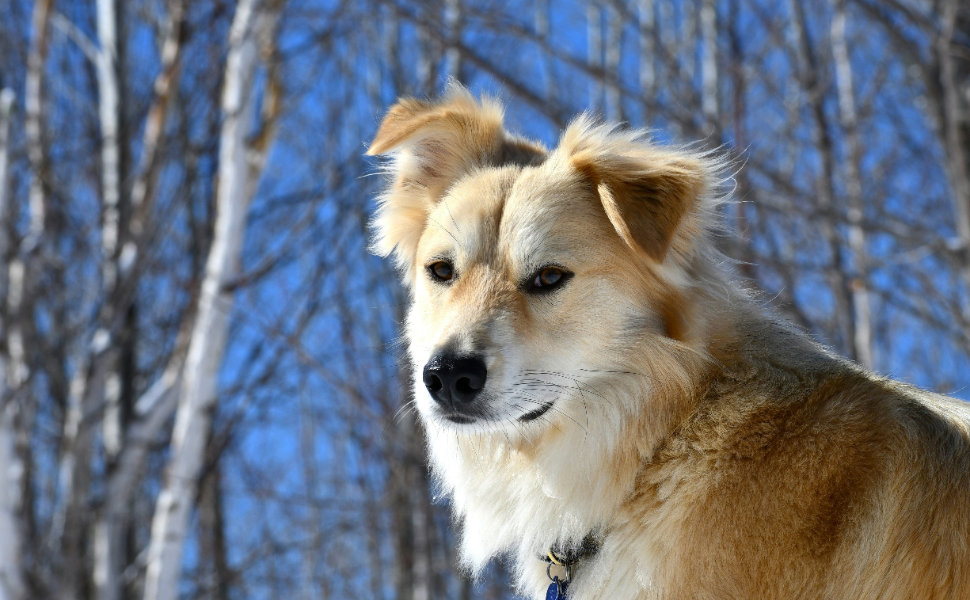 Hübscher Hund - Pawsometime