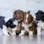 Wie alt können Hunde werden? Wie alt sind sie in Menschenjahren?