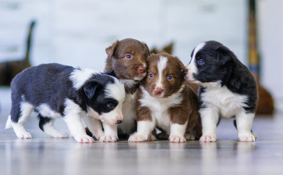 Wie alt können Hunde werden? Wie alt sind sie in Menschenjahren?