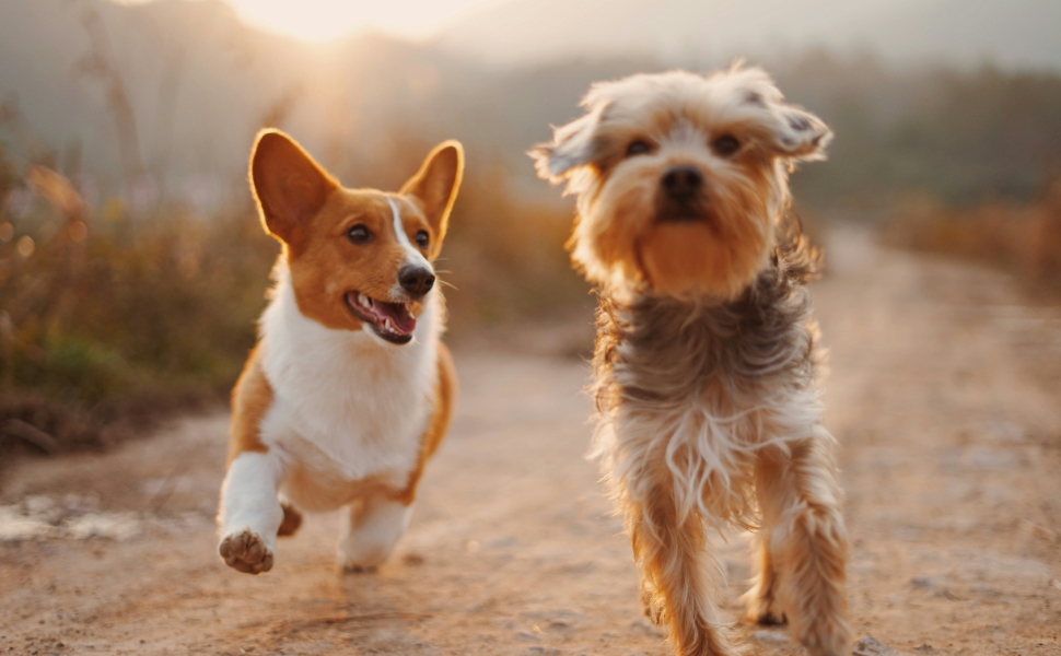 Zwei Hunde - Pawsometime