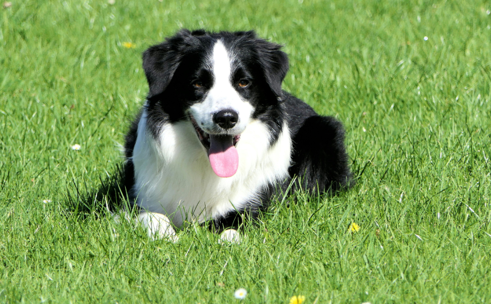 Border Collie - Pawsometime