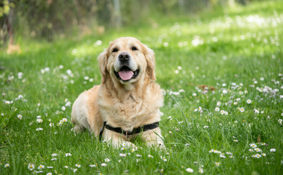 Golden Retriever - Pawsometime