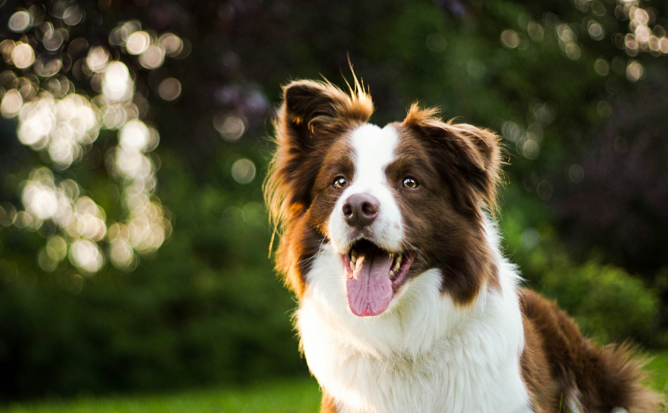 Border Collie - Pawsometime