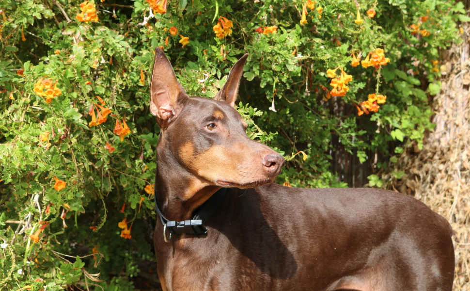 Dobermann - Pawsometime