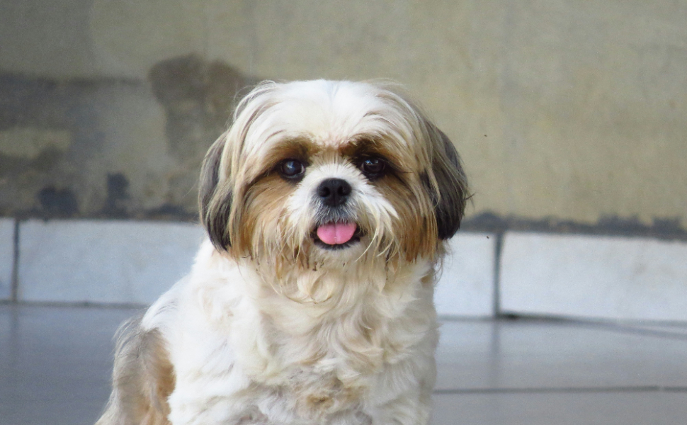 Shih Tzu - Pawsometime