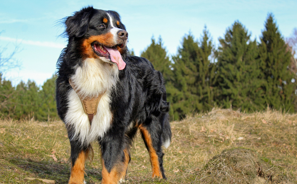 Sennenhund - Pawsometime