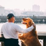 Wie sehen Haustier-Hunde im Allgemeinen aus?