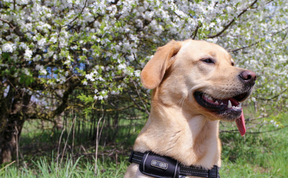Wie groß ist ein Labrador? – 3 Mythen zur Körperform