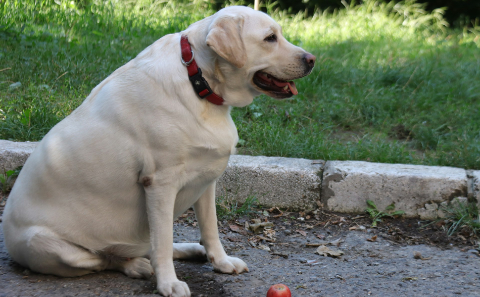 Labrador - Pawsometime
