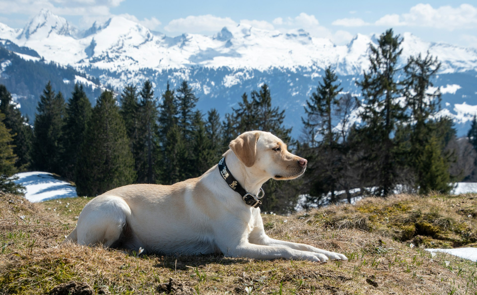 Hund auf dem Gras - Pawsometime