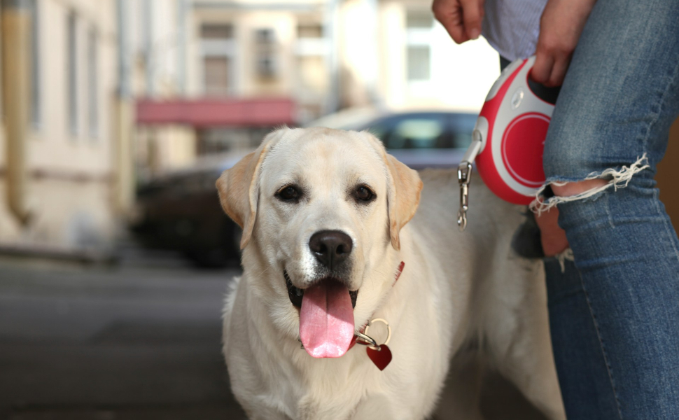 Labrador hund - Pawsometime