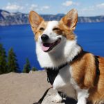 Im Sommer mit Hund campen: Wie meistern Sie die Herausforderungen?