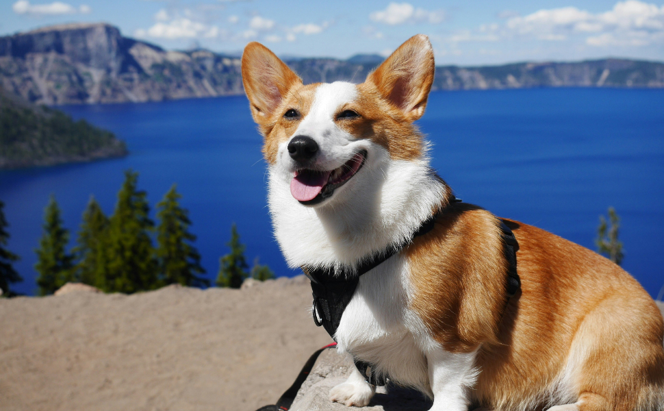 Corgi - Pawsometime