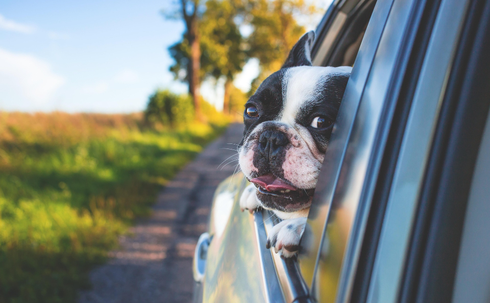 Hund im Auto - Pawsometime