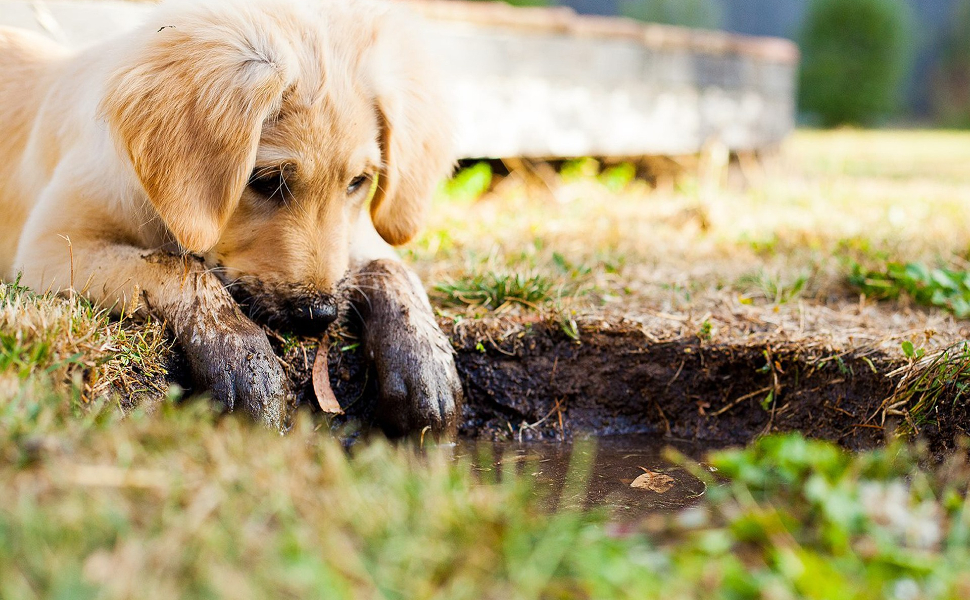 Kleiner Golden Retriever - Pawsometime