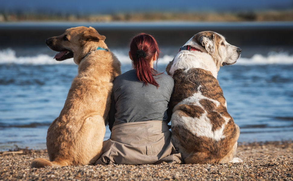 Zwei große Hunde - Pawsometime