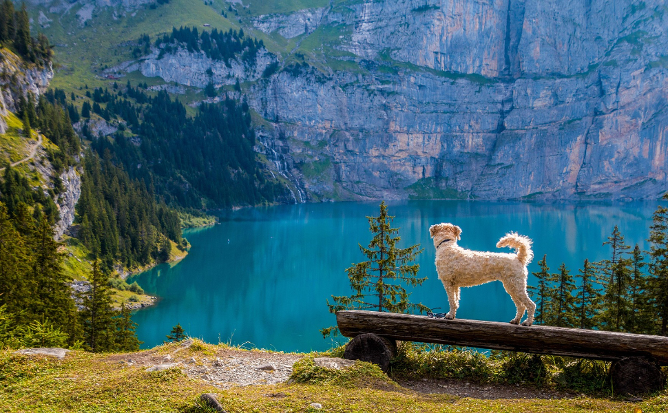 Welcher Hund passt zu mir - Pawsometime