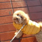 Welcher Hund passt zu mir? Machen Sie diesen 5-Minuten-Test!